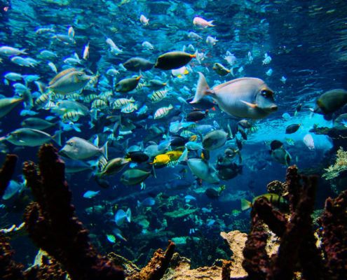 L'aquarium de la cité de la mer de Cherbourg