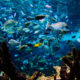 L'aquarium de la cité de la mer de Cherbourg