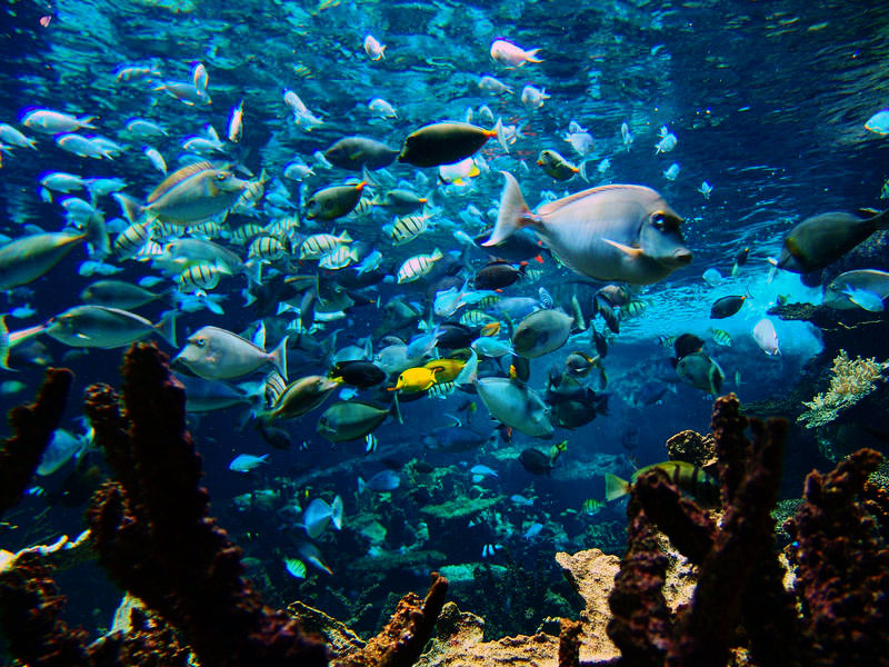 L'aquarium de la cité de la mer de Cherbourg