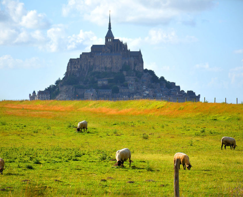 Les moutons du pré salé et le Mont-Saint-Michel
