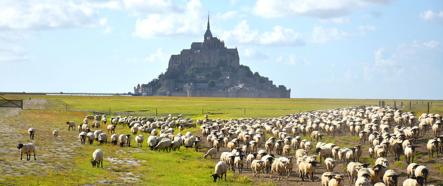 Les moutons du pré salé dans la baie du Mont-Saint-Michel