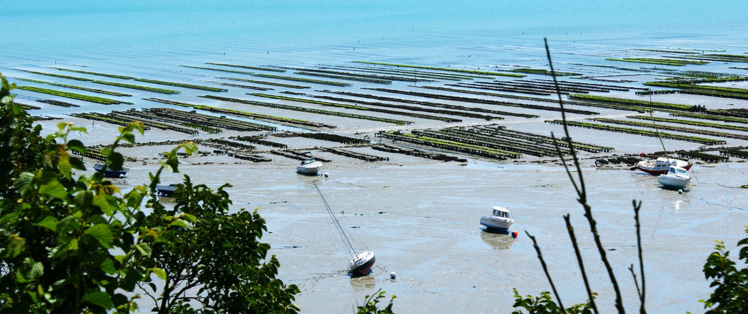 Parcs à huîtres dans la baie de Cancale