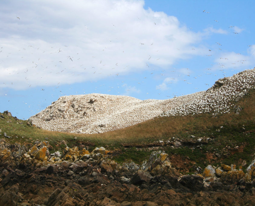 Les Sept îles, plus grande réserve ornithologique de France