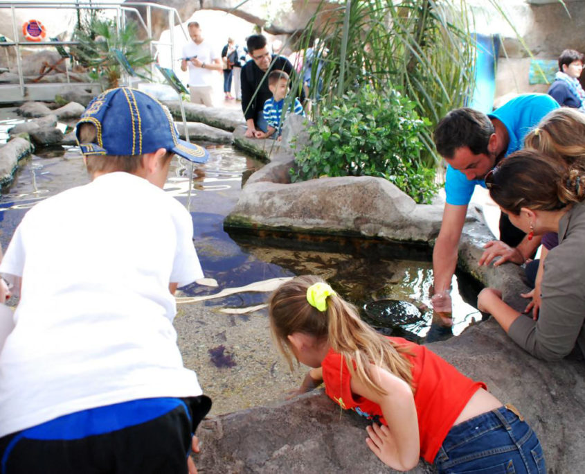 Le bassin tactile du Grand Aquarium de Saint-Malo