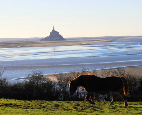 Cheval sur la Pointe du Grouin Sud à Vains