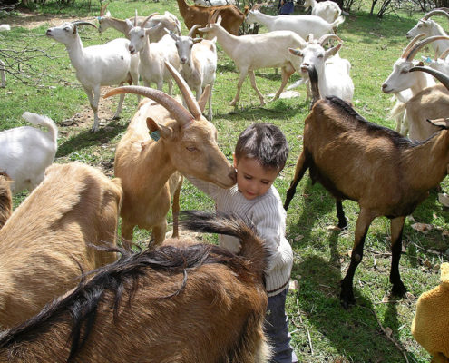 Enfant à la ferme pédagogique