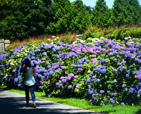 Jardin d'hortensia dans le domaine du Château de Trévarez