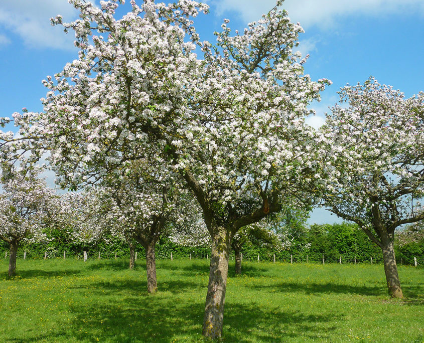 Pommiers en fleur dans une cidrerie