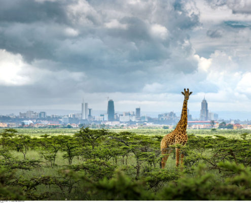 Nairobi, la ville est une jungle