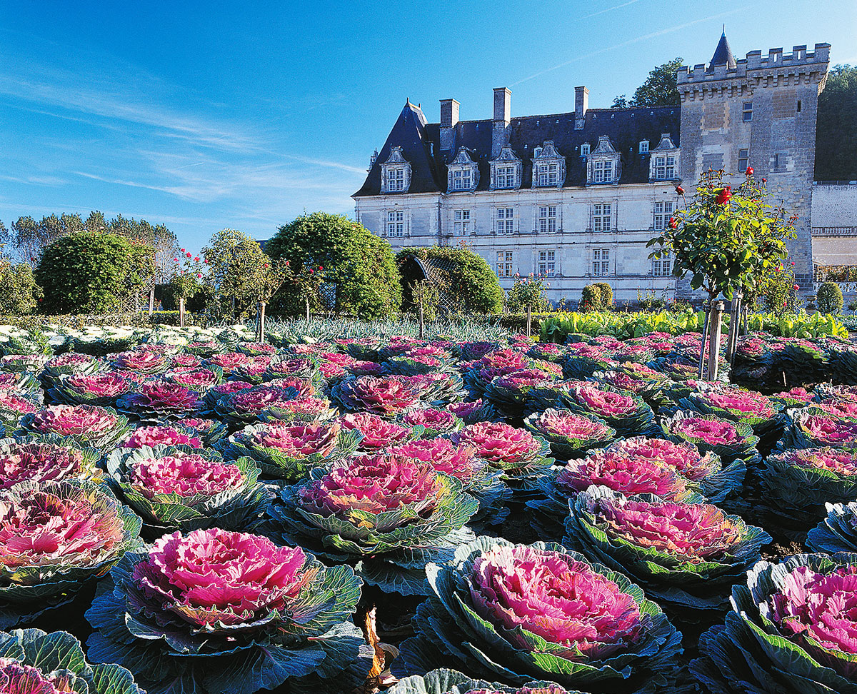 Les jardins potagers du Château de Villandry