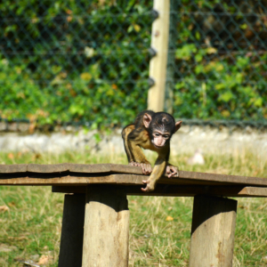Bébé singe du Zoo de Beauval