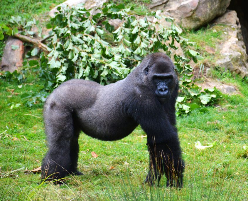 Gorille du Zoo de Beauval