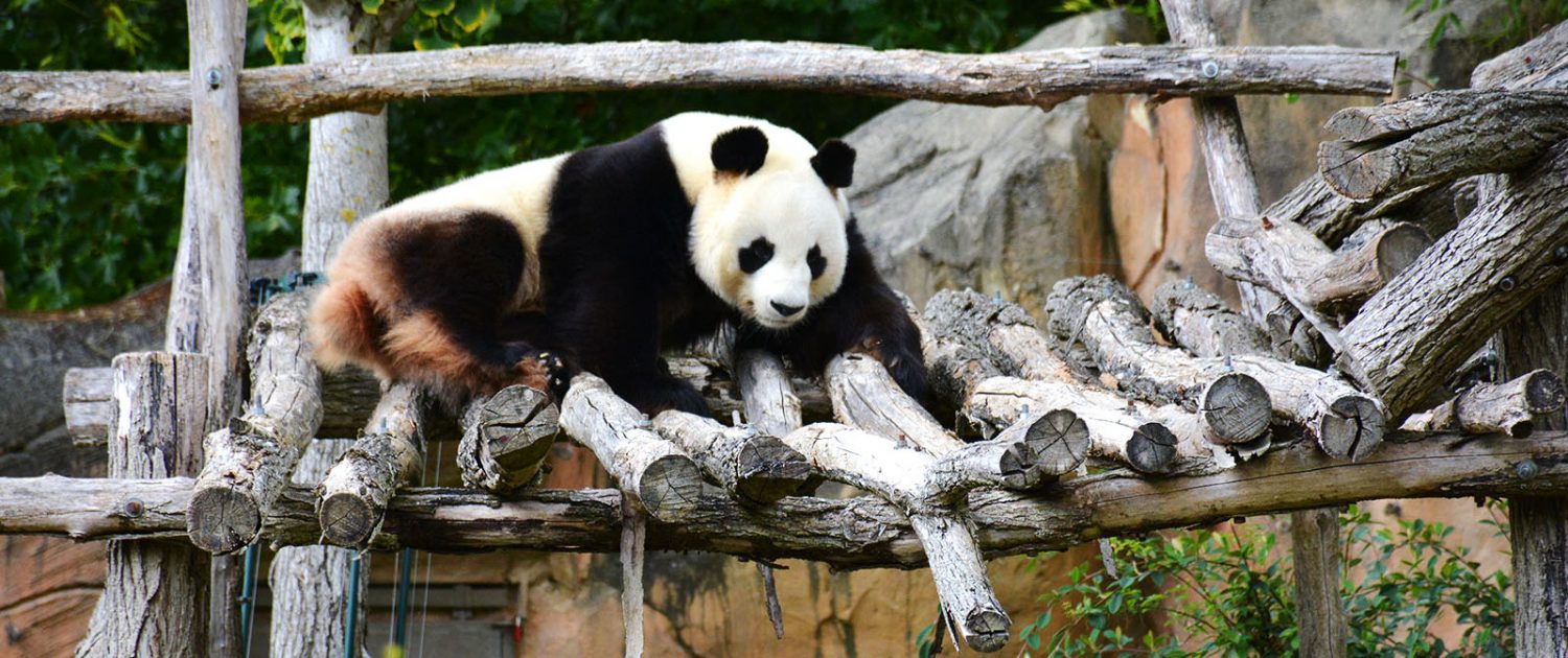 Panda du Zoo de Beauval