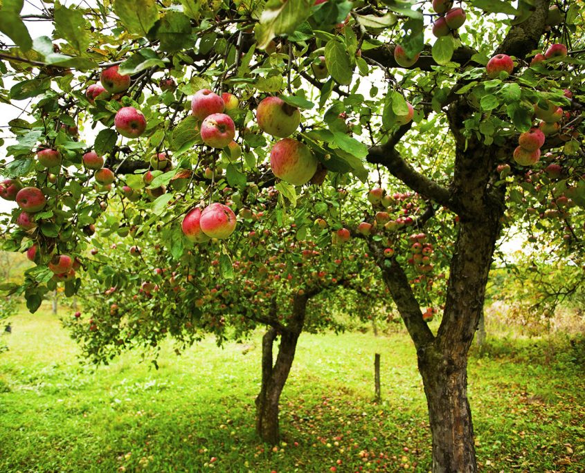 Des pommiers d'une cidrerie normande