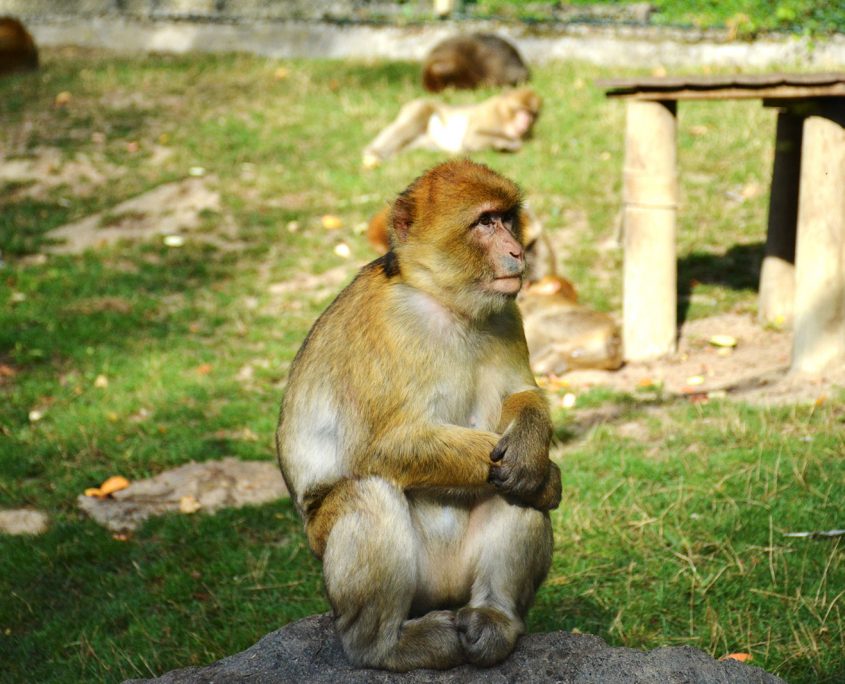 Petit singe du Zoo de Beauval