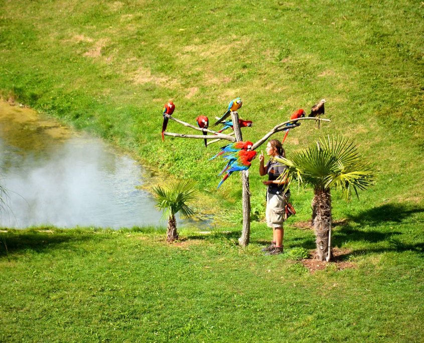 Le spectacle les maîtres de l'air du Zoo de Beauval