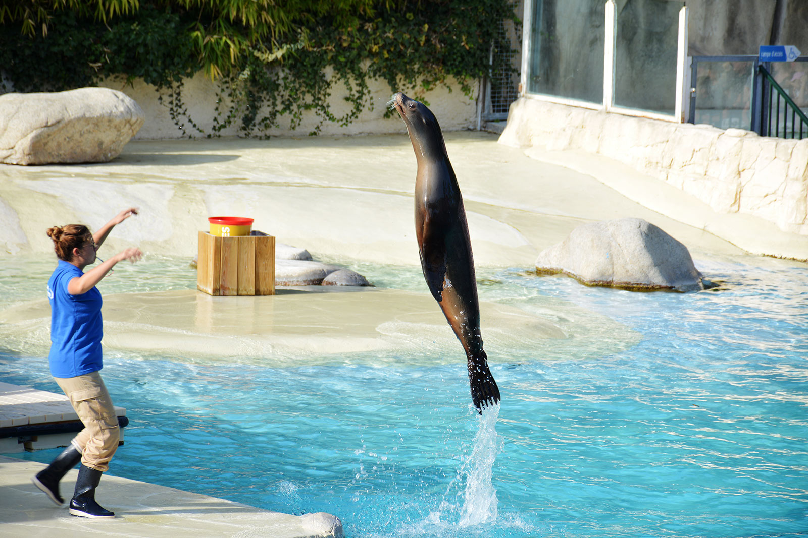 Le spectacle l'odysée des lions de mer du Zoo de Beauval