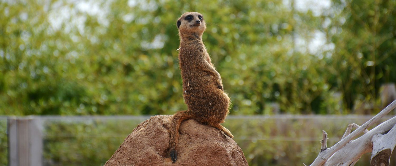 Suricate du Zoo de Beauval