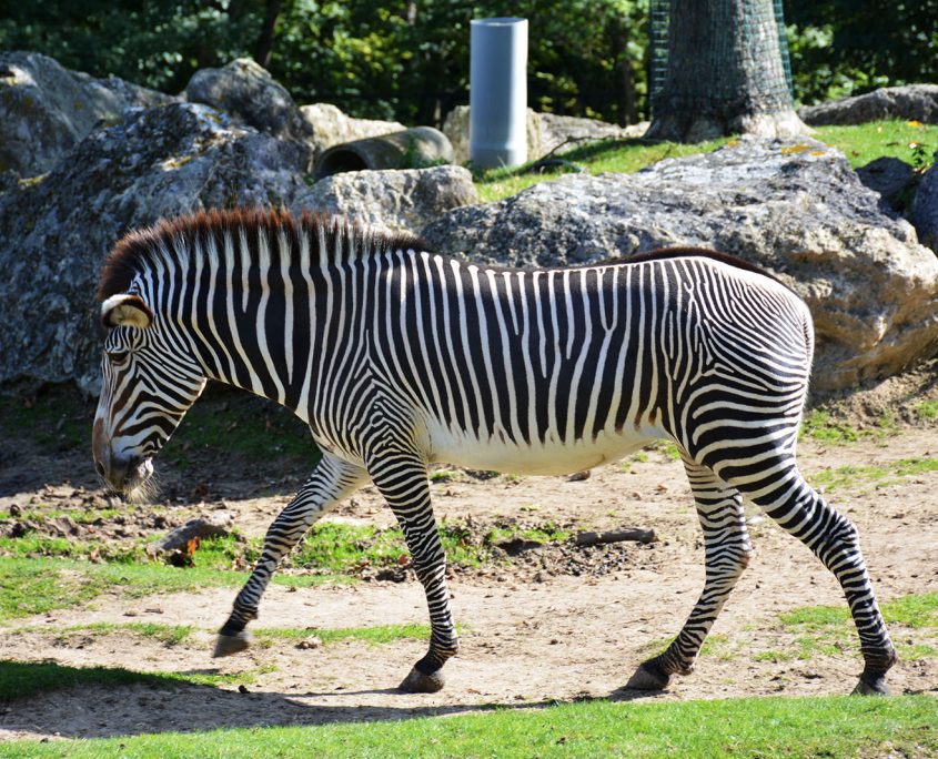 Zèbre du Zoo de Beauval