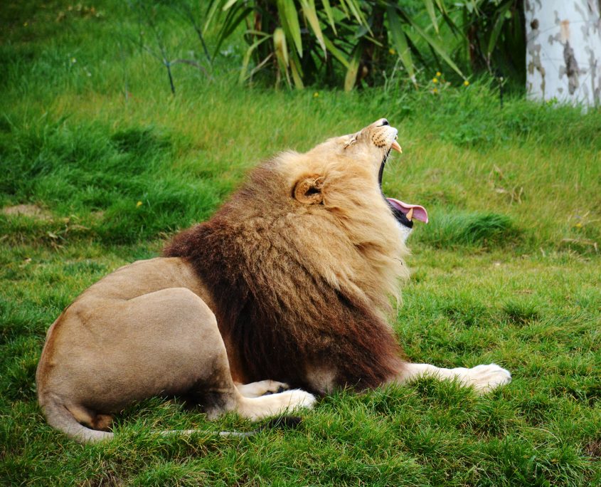 Lion au Zoo de Beauval