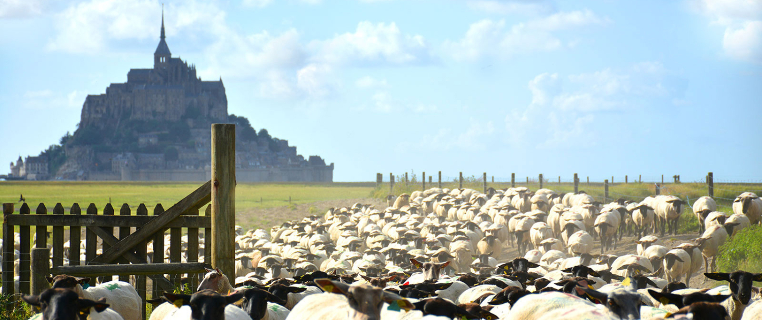 Les moutons du Mont-Saint-Michel