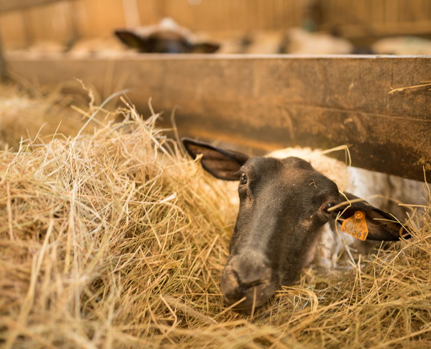 Visite de ferme dans la baie du Mont-Saint-Michel