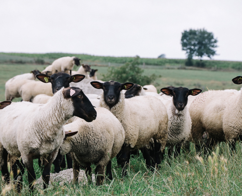 Moutons du Mont-Saint-Michel